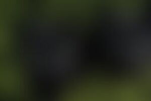 Фотография экшн-игры Прятки от компании Головоломка (Фото 1)